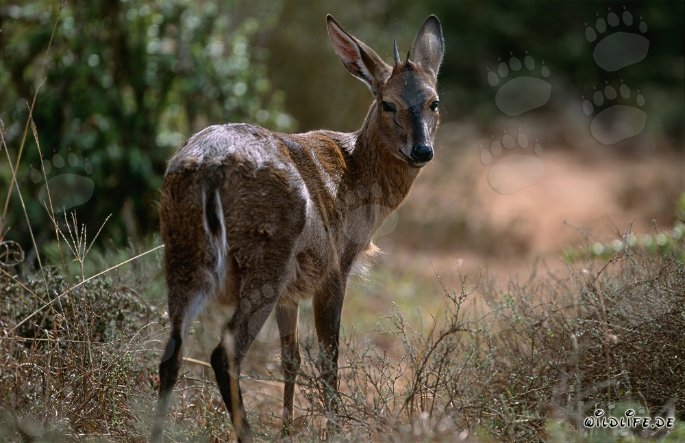 Gribo del Capo nella luce del mattino del Parco Nazionale degli Elefanti di Addo
