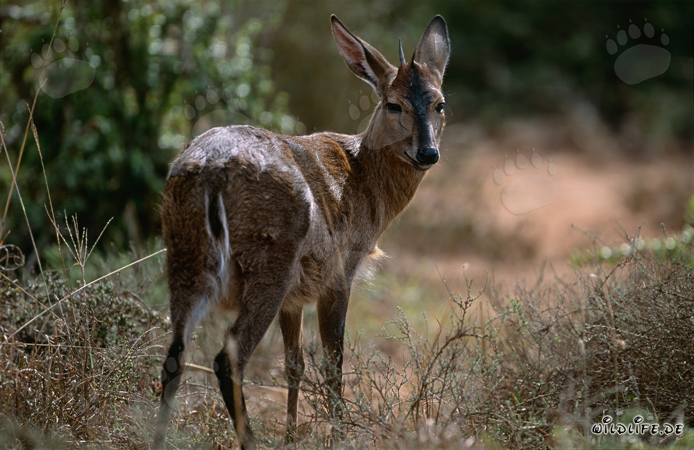 Grisbok del Cabo en la luz matutina del Parque Nacional de Elefantes de Addo