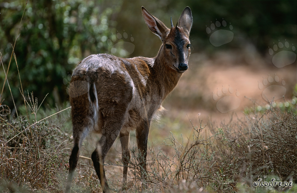 Grysbok du Cap dans la lumière matinale du parc national des éléphants d'Addo