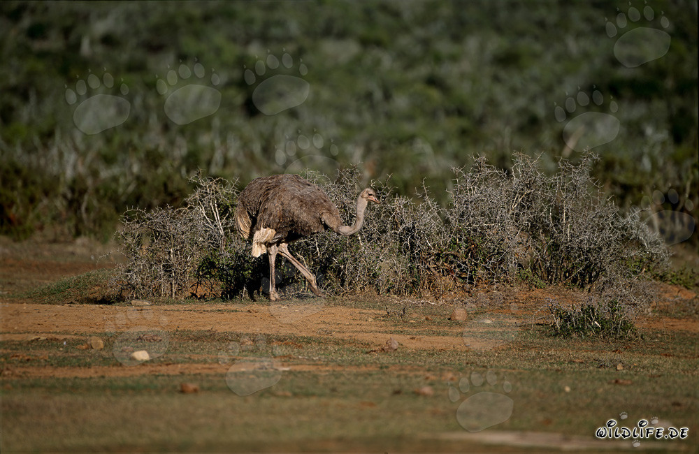 Afrikanischer Strauß im Addo Elephant National Park