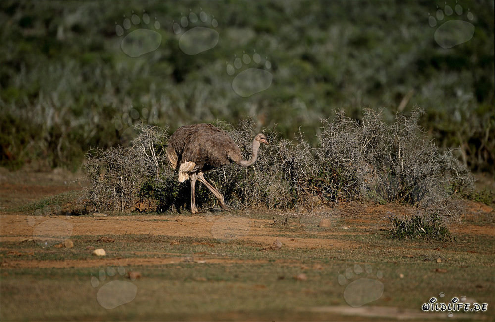 Autruche africaine dans le parc national des éléphants d'Addo