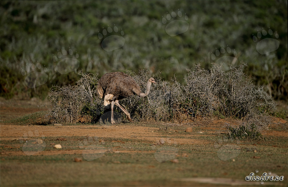 Avestruz africana en el Parque Nacional de los Elefantes de Addo