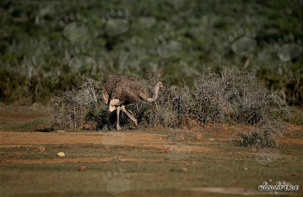 Struzzo africano nel Parco Nazionale degli Elefanti di Addo
