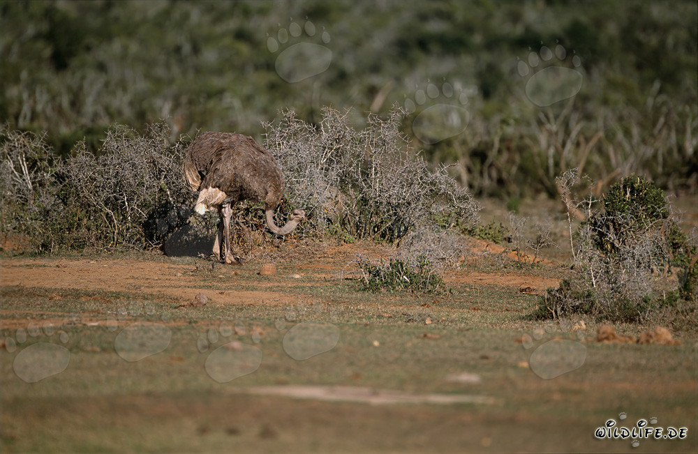 African Ostrich walking through the dry bush