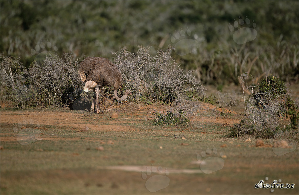 Avestruz africana camina a través del arbusto seco
