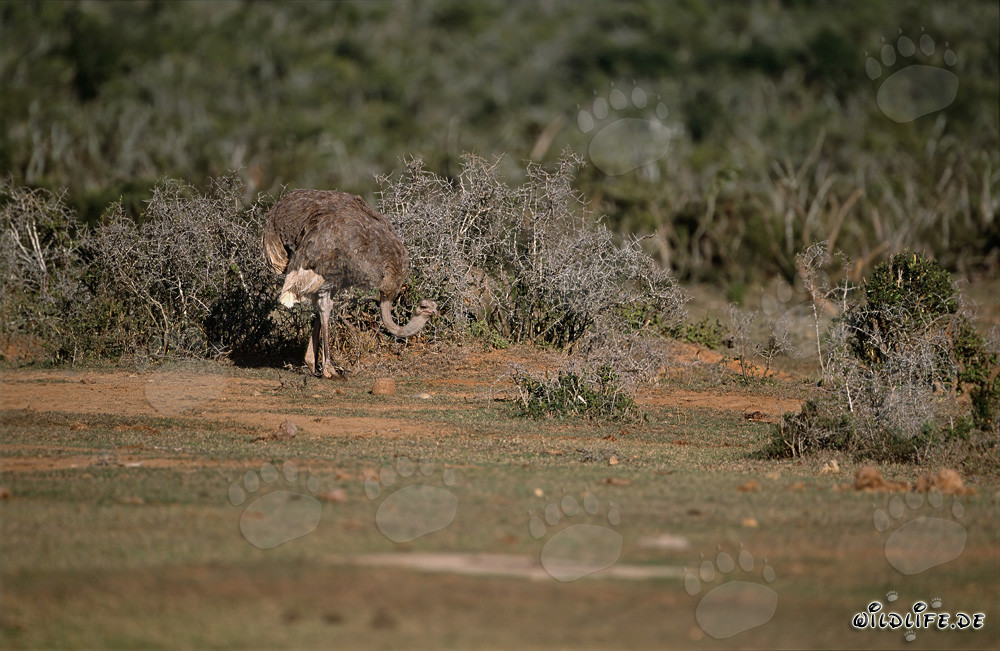 Struzzo africano si aggira attraverso il bush secco