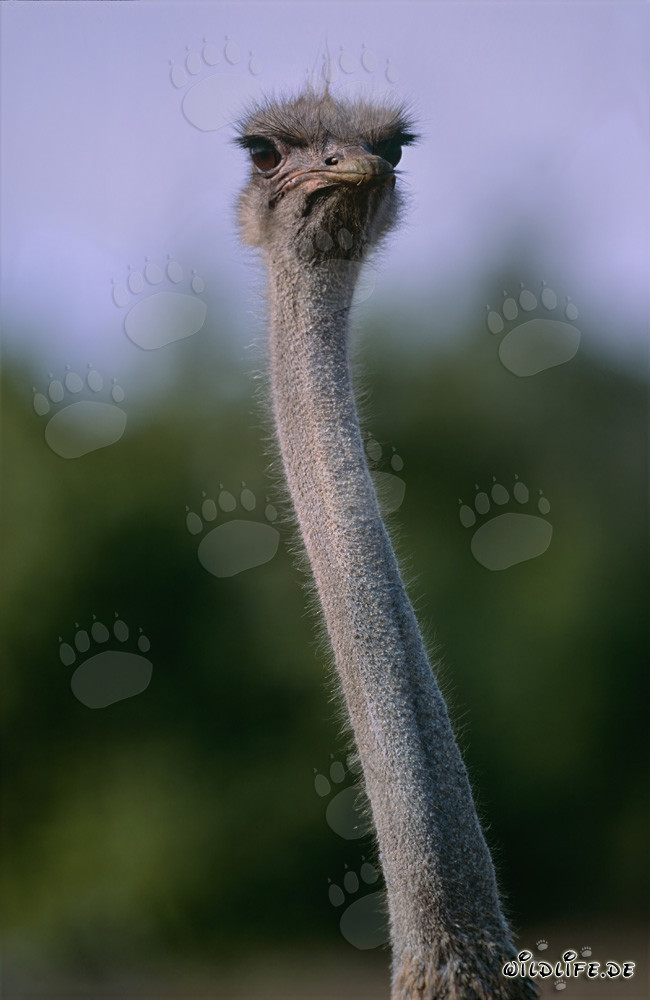 Impressive Ostrich Portrait in the Addo Elephant National Park