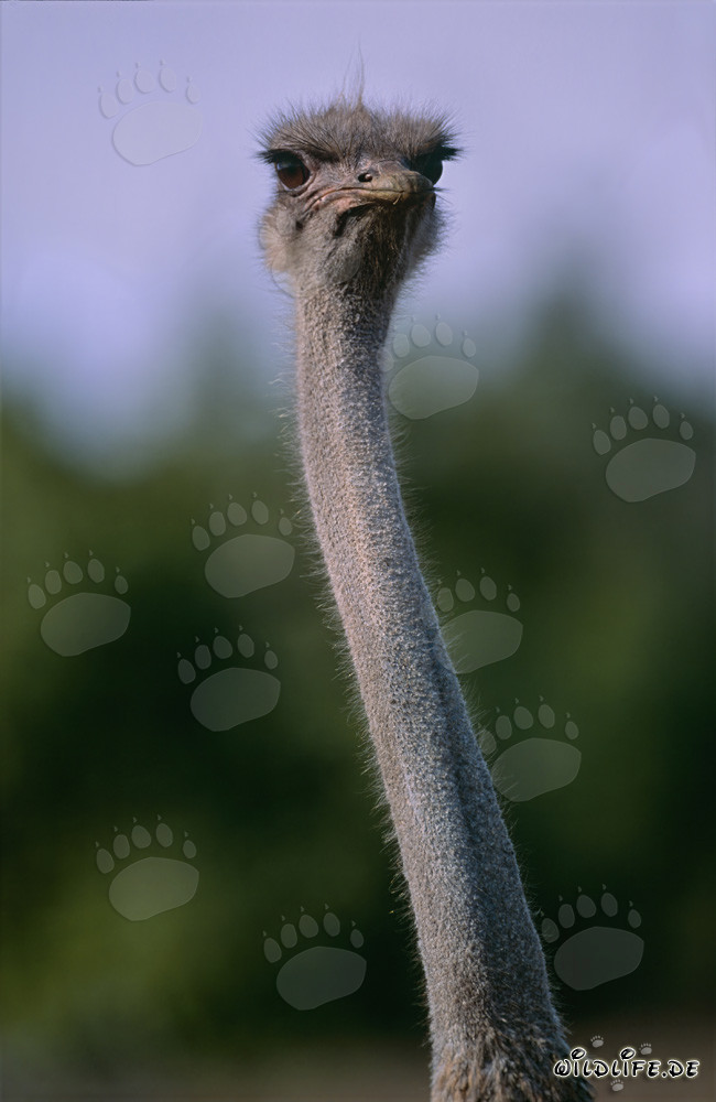 Retrato impresionante de un avestruz en el Parque Nacional de los Elefantes de Addo