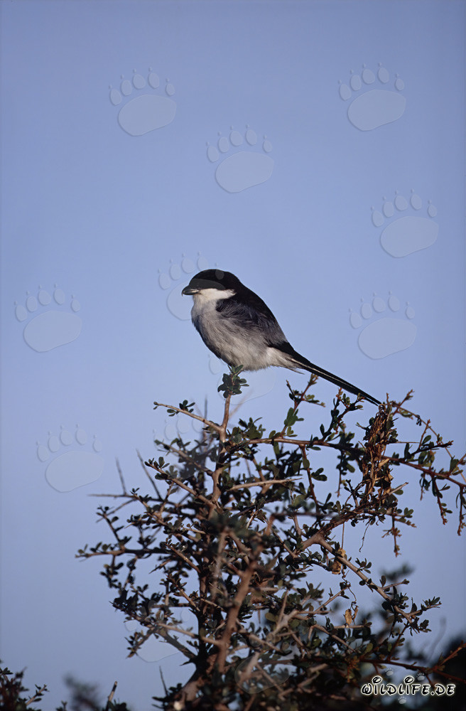 Fascinating Jacobin Cuckoo perched on a picturesque tree in Bontebok National Park, South Africa