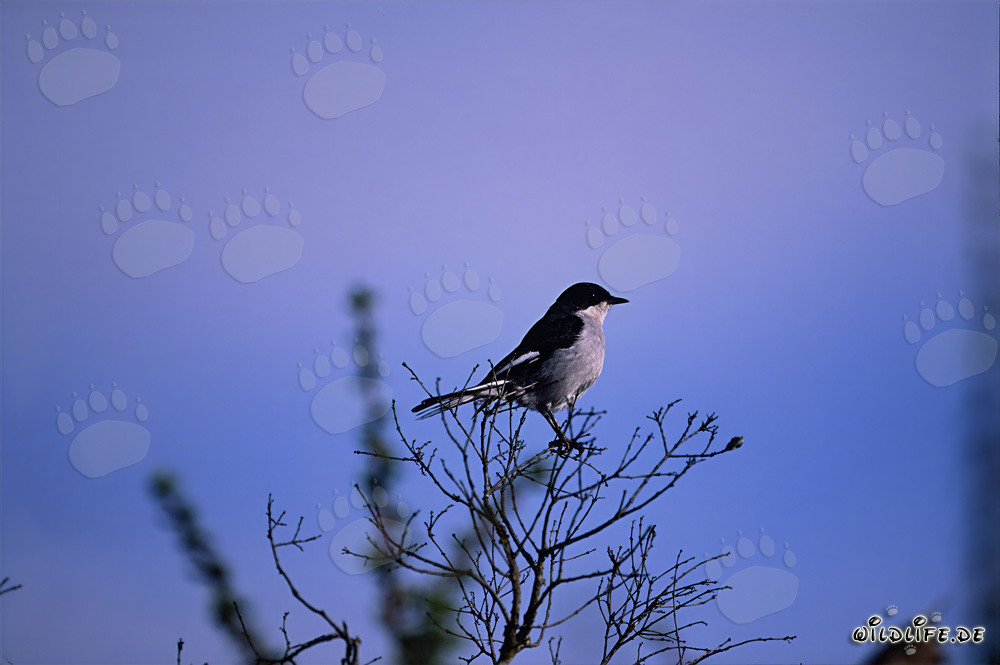 Fascinating Jacobin Cuckoo in Bontebok National Park, South Africa