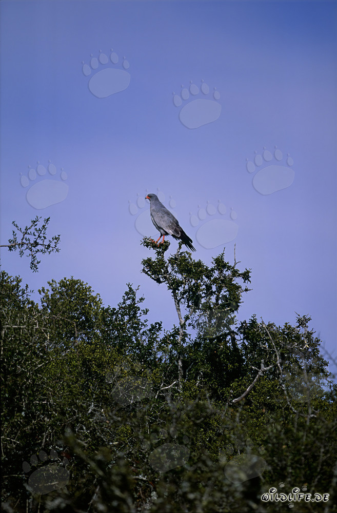 Buse lézard, majestueux rapace au parc national de Bontebok, Afrique du Sud