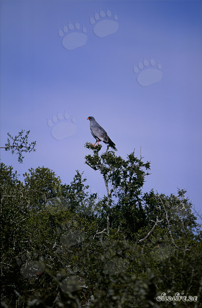 Eidechsenbussard