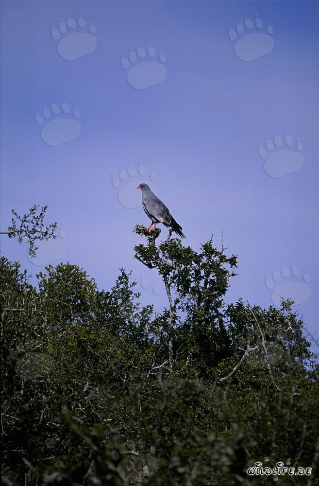 Lizard Buzzard, majestic bird of prey in Bontebok National Park, South Africa