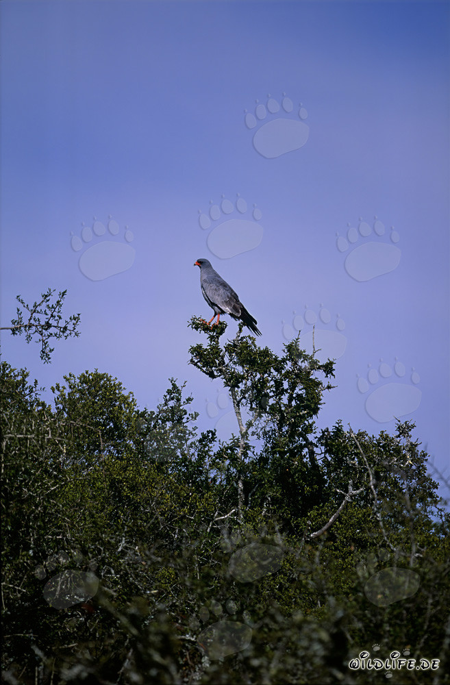Poiana lucertola, maestoso rapace nel Parco Nazionale Bontebok, Sudafrica