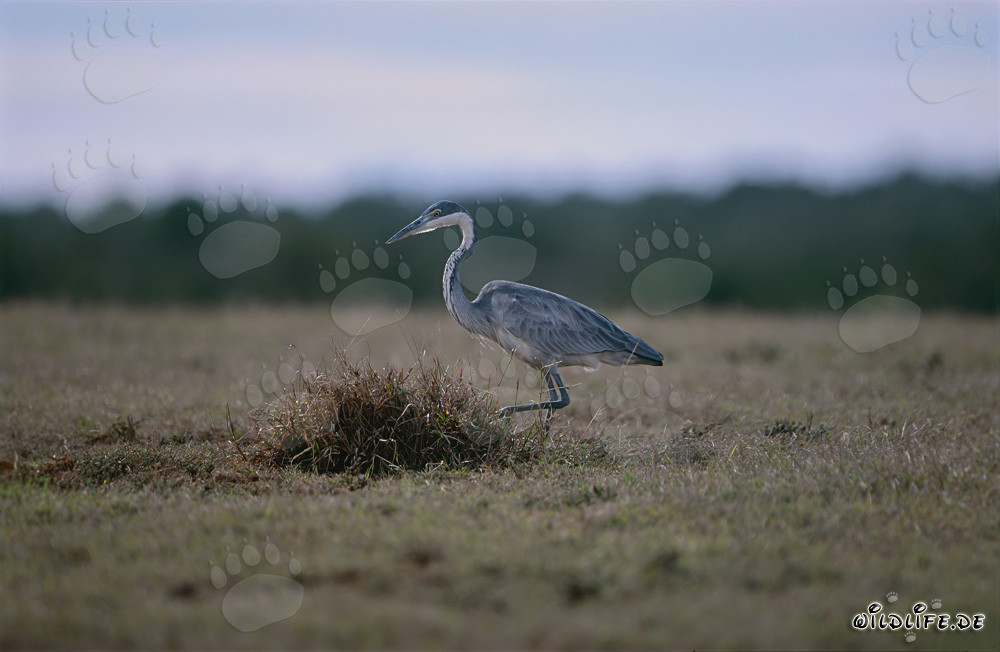 Young Black-headed Heron on the field in South Africa