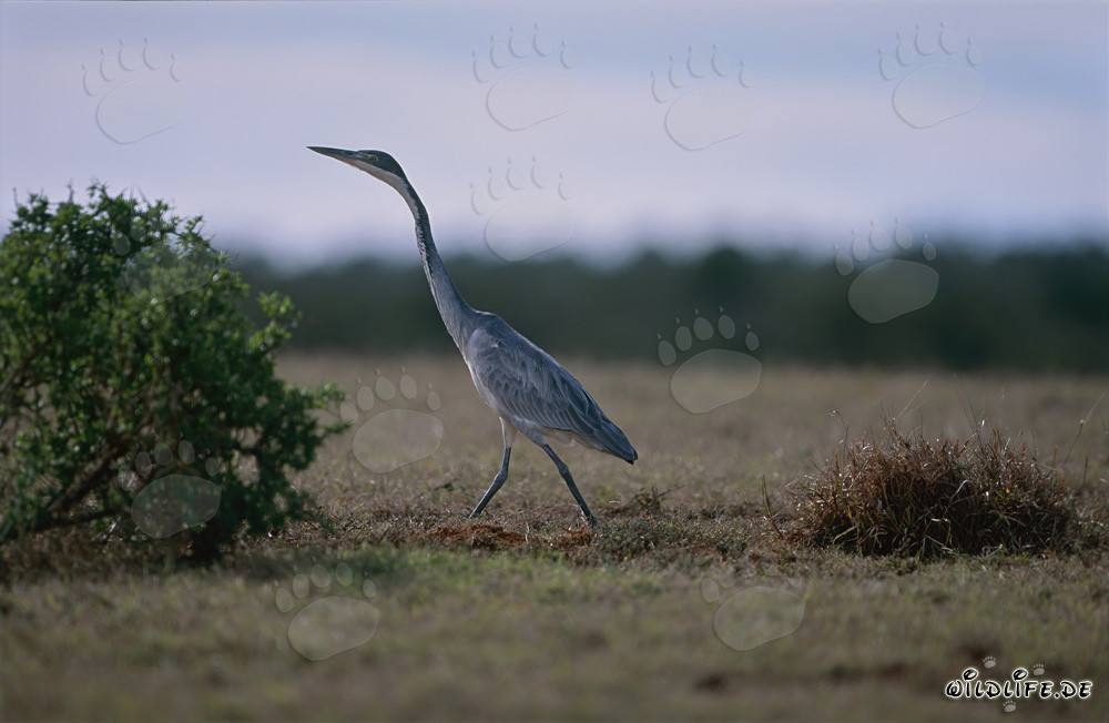 Young Black-headed Heron in a field in South Africa