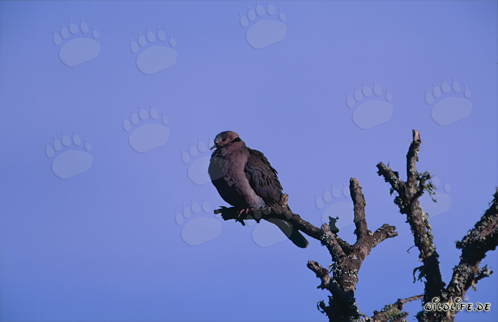 Cape Turtle Dove on a branch in Bontebok National Park, South Africa