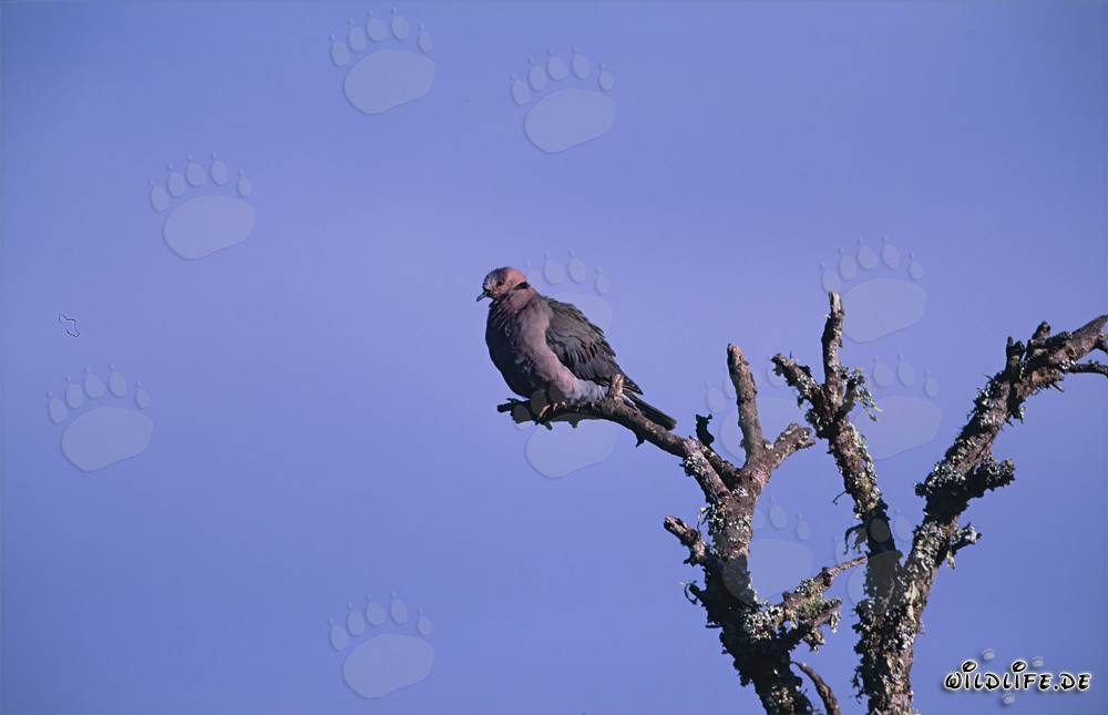 Tórtola capuchina en un árbol en el Parque Nacional Bontebok, Sudáfrica
