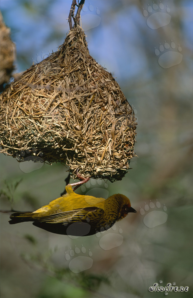 A diligent Cape Weaver building its intricate nest in Bontebok National Park, South Africa