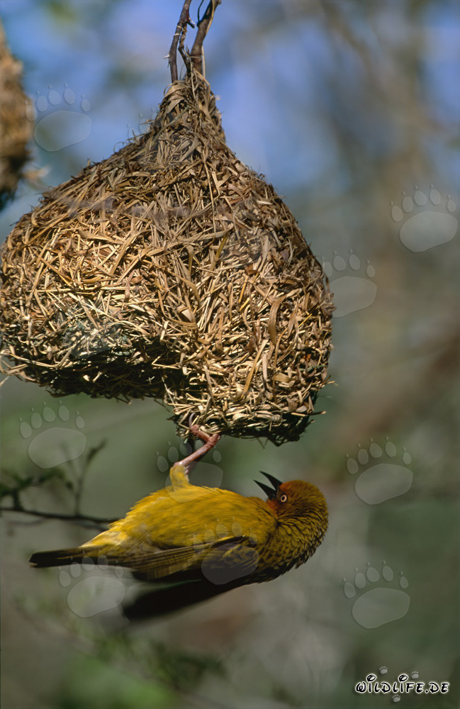 Cape Weaver diligently constructs an intricate nest in South Africa