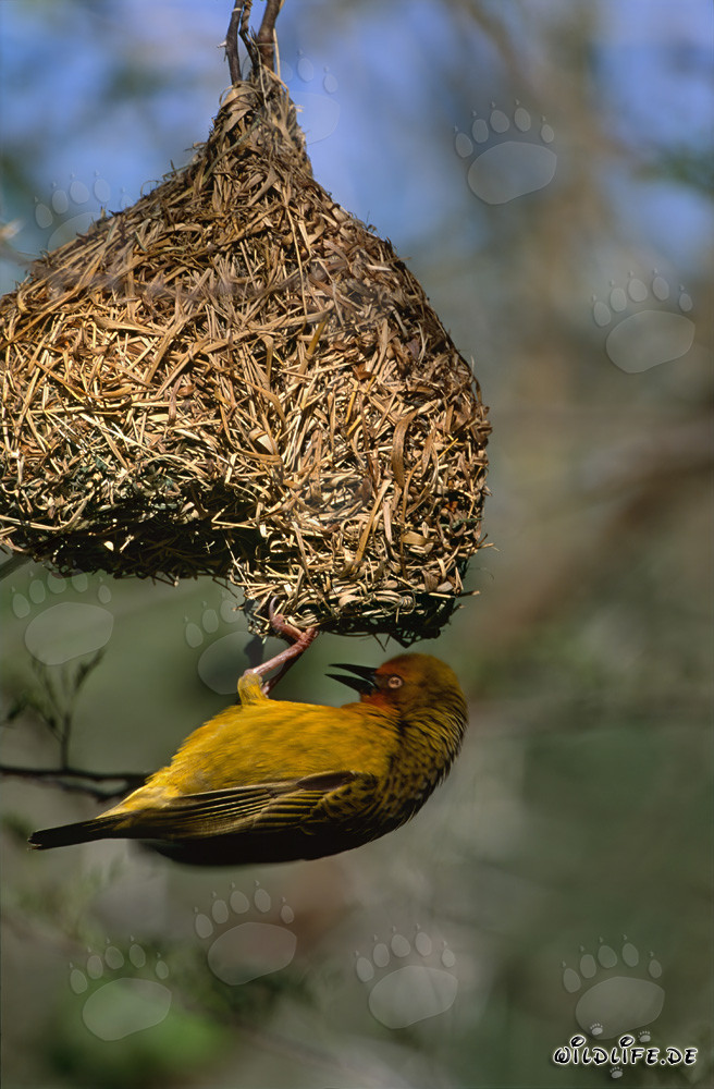 Cape Weaver with its completed nest