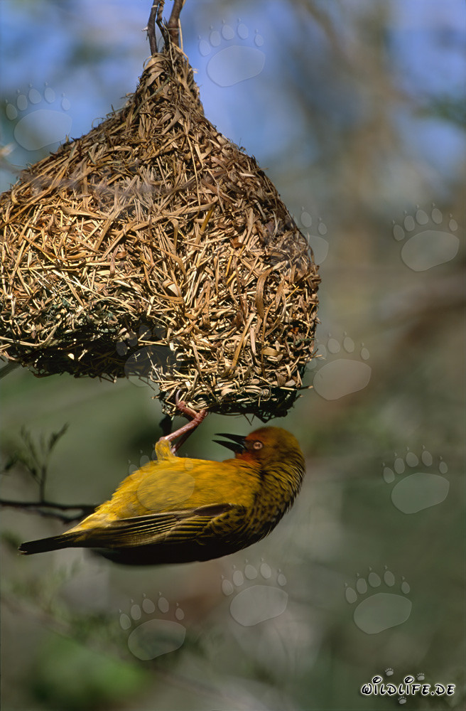 Tisserin du Cap avec son nid achevé