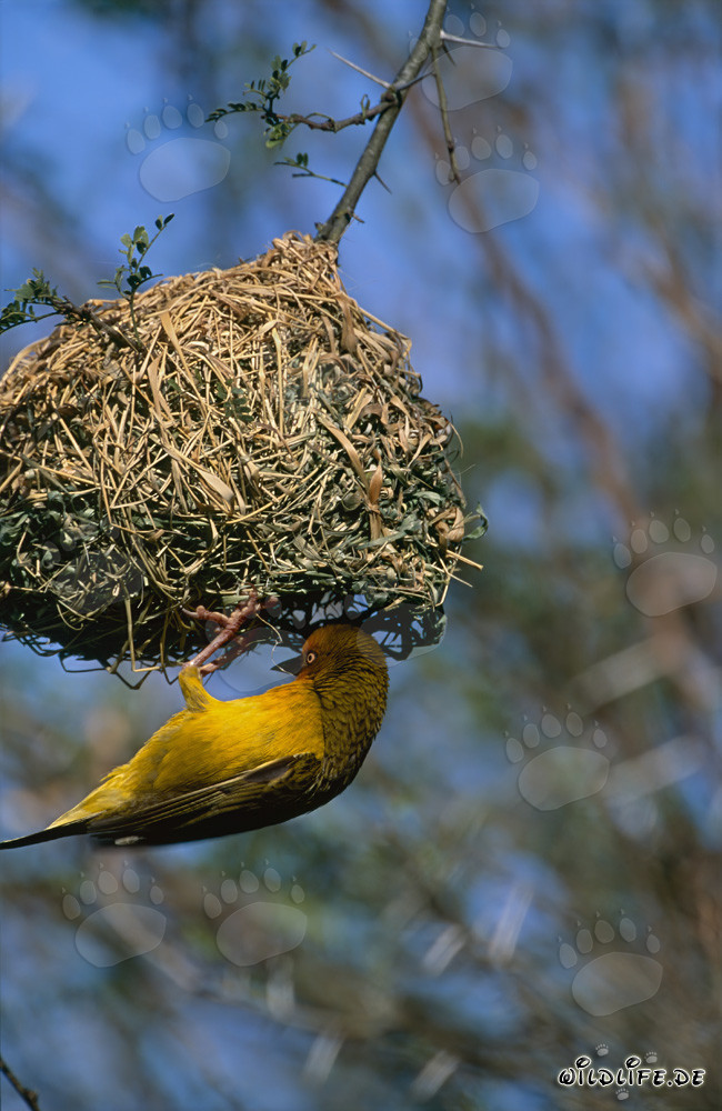 Kap-Webervogel