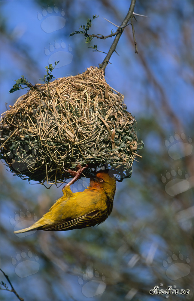 Cape weaver checks his intricate nest