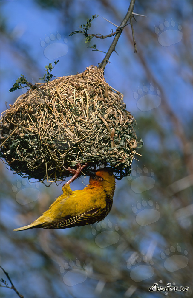 Kap-Webervogel