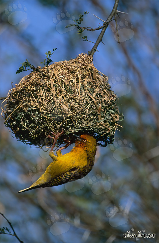 Kap-Webervogel
