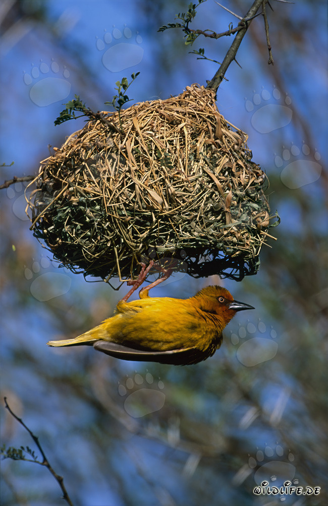 Cape Weaver hangs under its nest