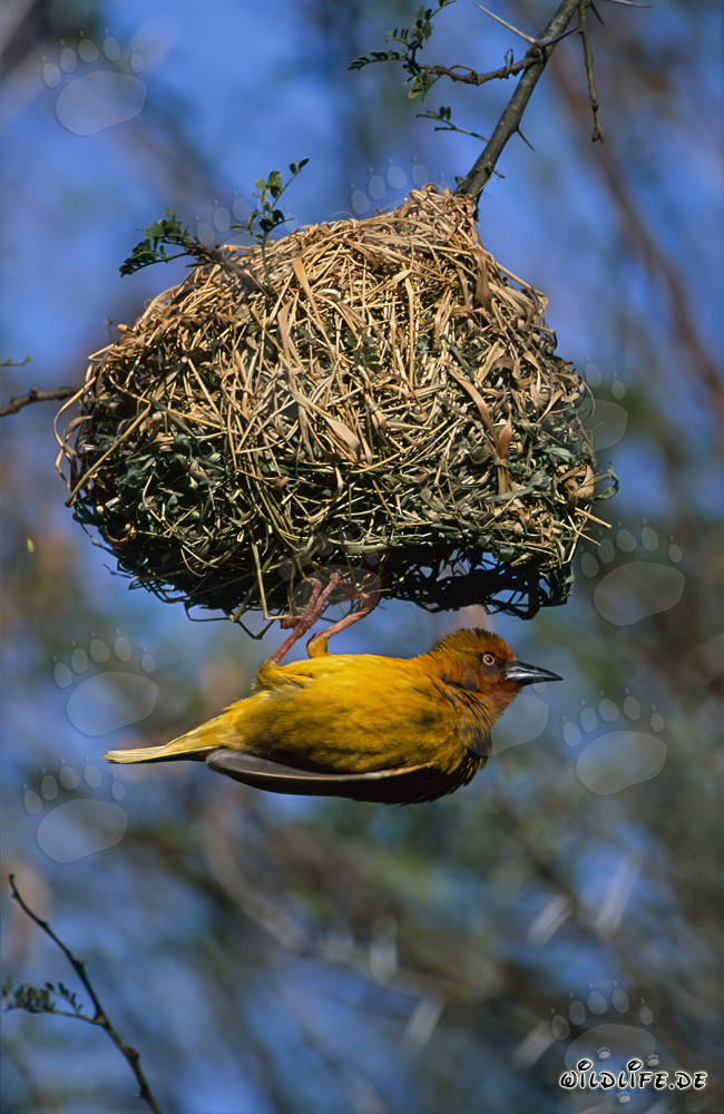 Kap-Webervogel