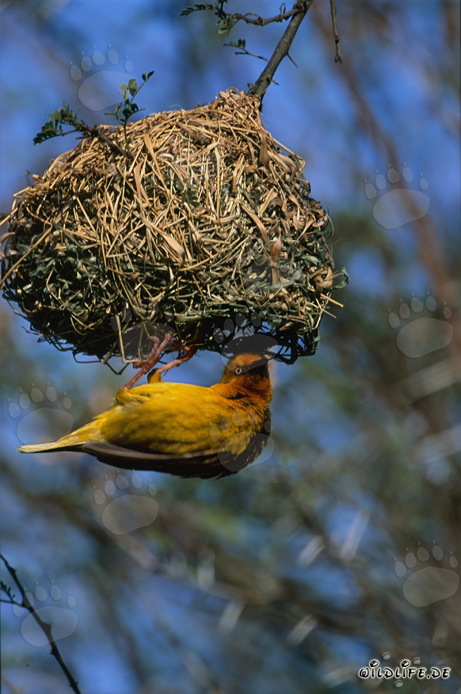 Cape Weaver building a nest
