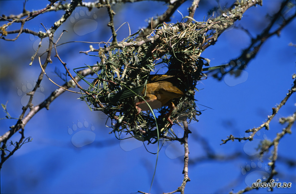 Oiseau tisserand du Cap construisant un nid en Afrique du Sud