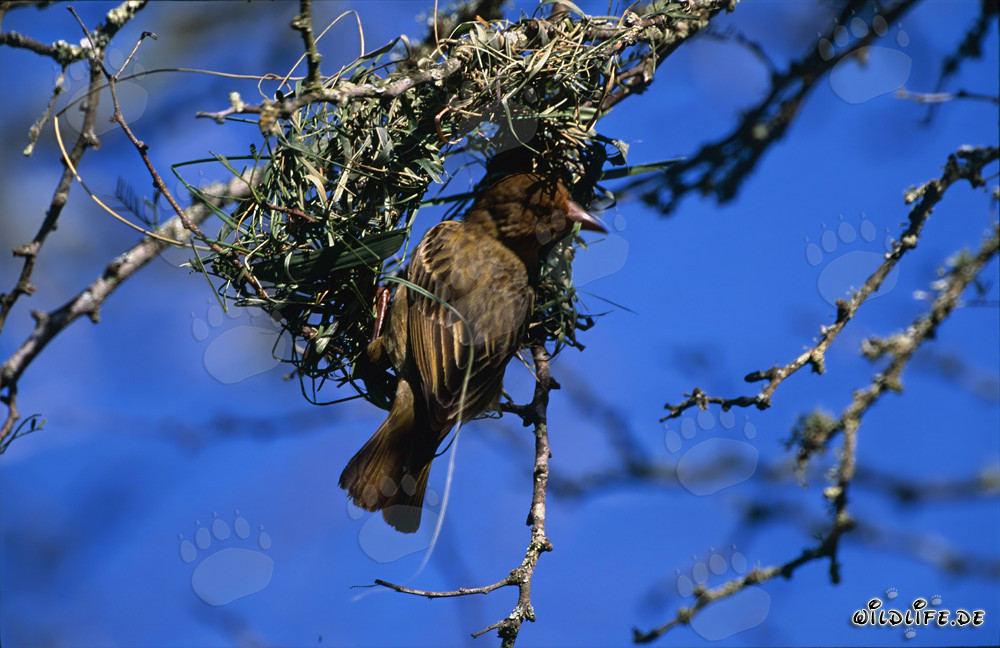Cape Weaver intricately building a hanging pouch nest in South Africa