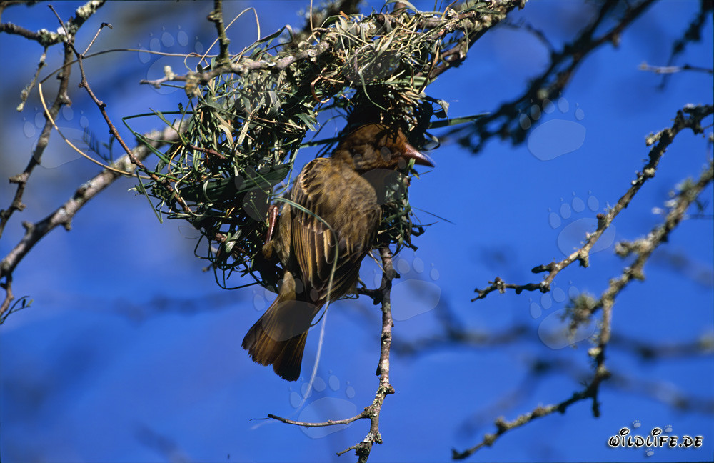 Kap-Webervogel