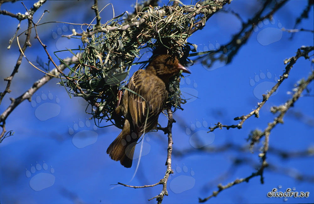 Oiseau tisserand du Cap construisant habilement un nid suspendu en Afrique du Sud