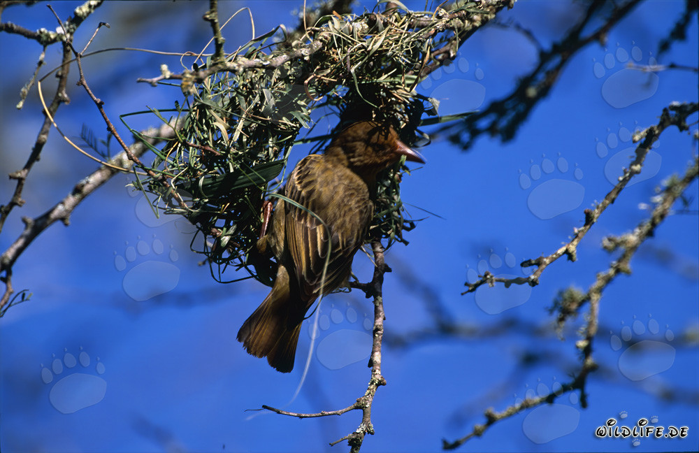 Pájaro tejedor del Cabo construyendo hábilmente un nido colgante en Sudáfrica