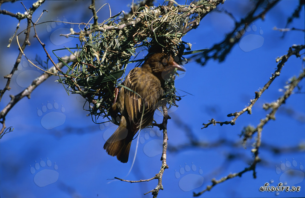 Uccello tessitore del Capo costruisce abilmente un nido appeso in Sudafrica