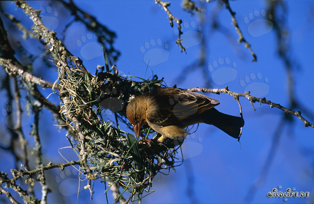 Cape weaver building an intricate nest