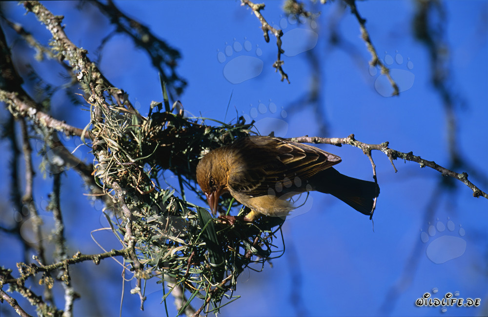 Oiseau tisserand du Cap construisant un nid artistique