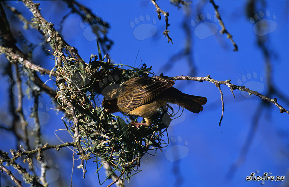 Cape Weaver building an intricate nest