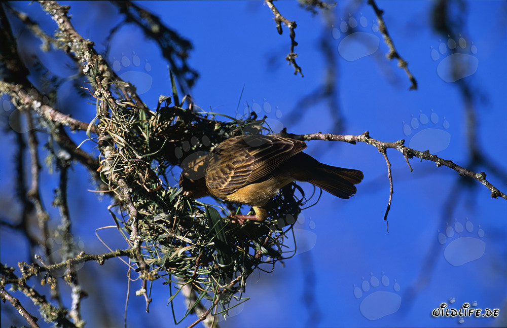 Kap-Webervogel