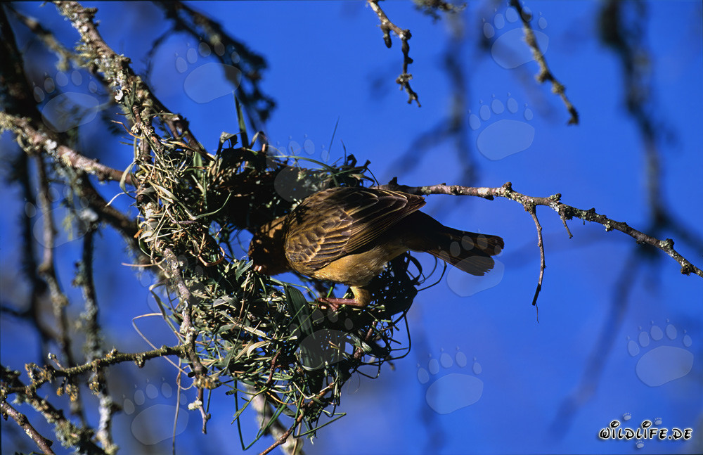 Oiseau tisserand du Cap construisant un nid artistique