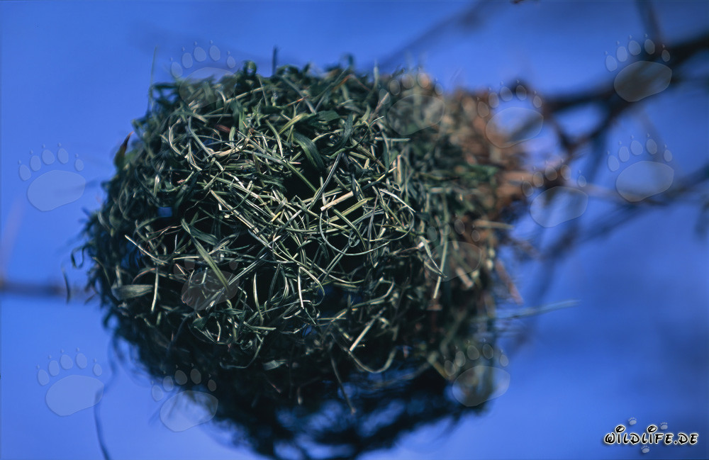 Cape Weaver Nest in Bontebok National Park, South Africa