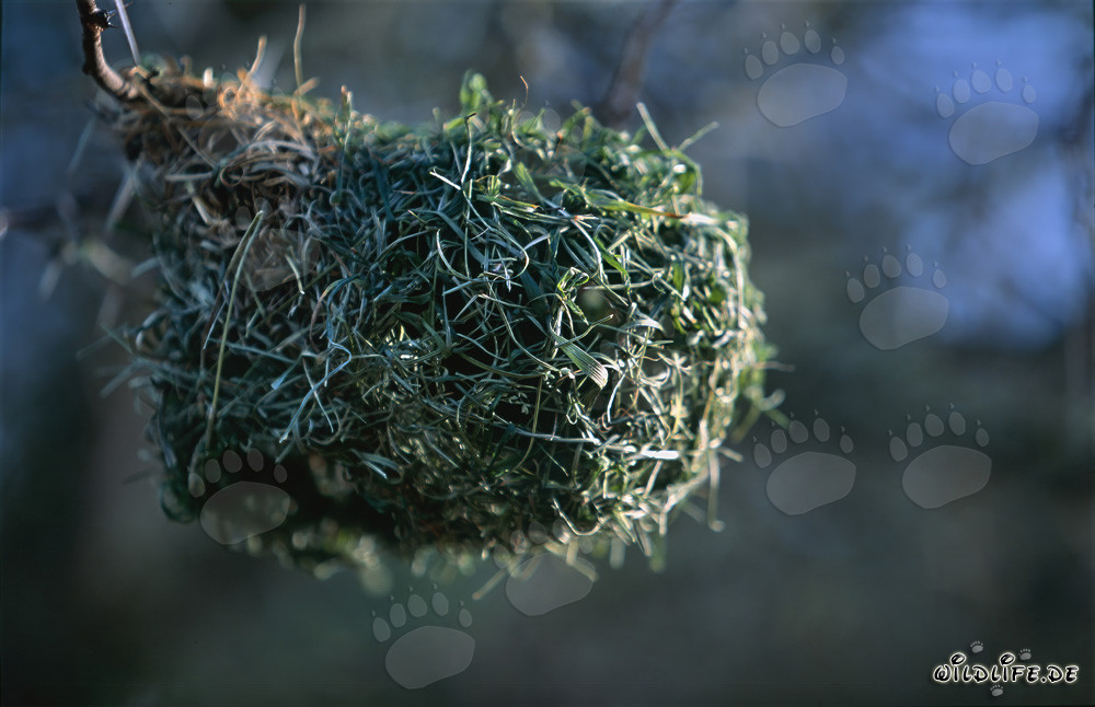 Fascinating Cape Weaver Nest in Bontebok National Park