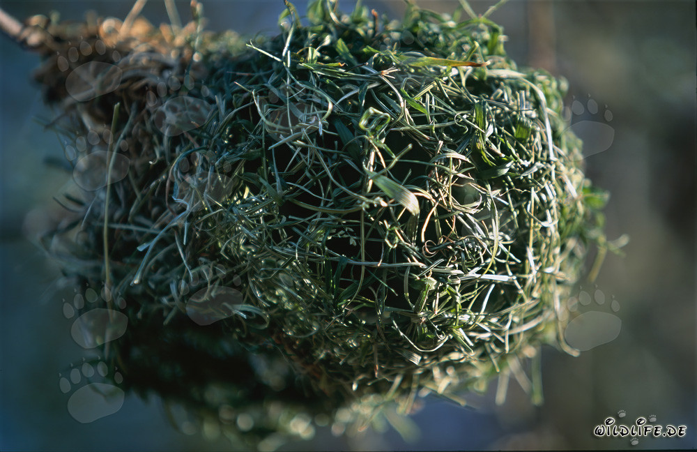 Fascinating Cape Weaver Nest in South Africa