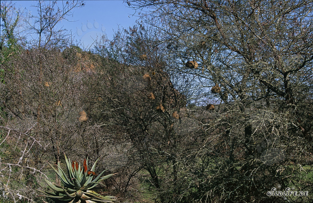 Fascinating Cape Weaver Colony in Bontebok National Park, South Africa