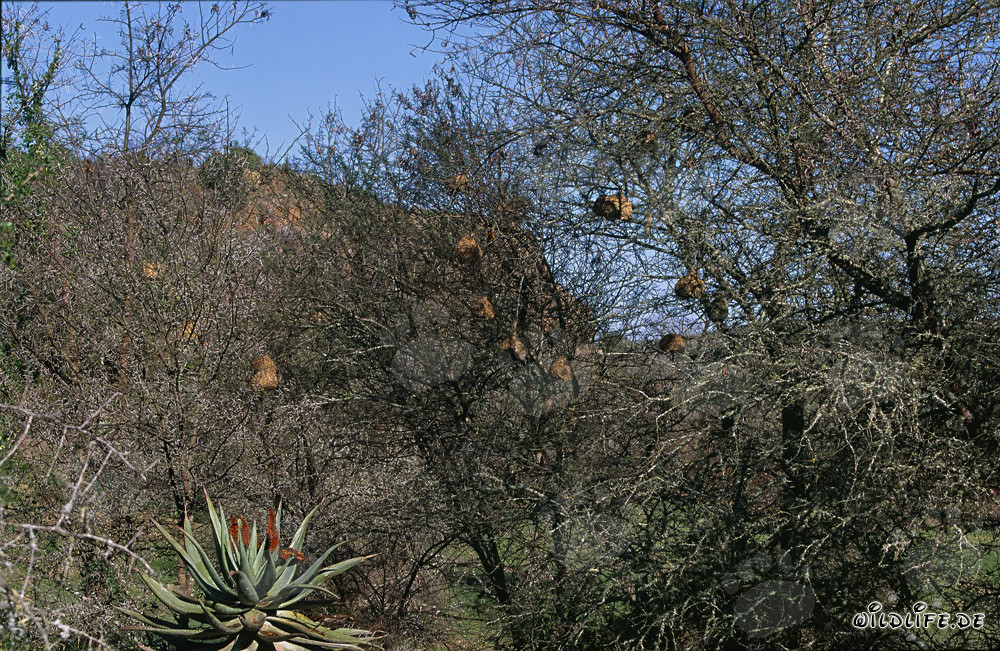 Fascinante colonia de tejedores del Cabo en el Parque Nacional Bontebok, Sudáfrica