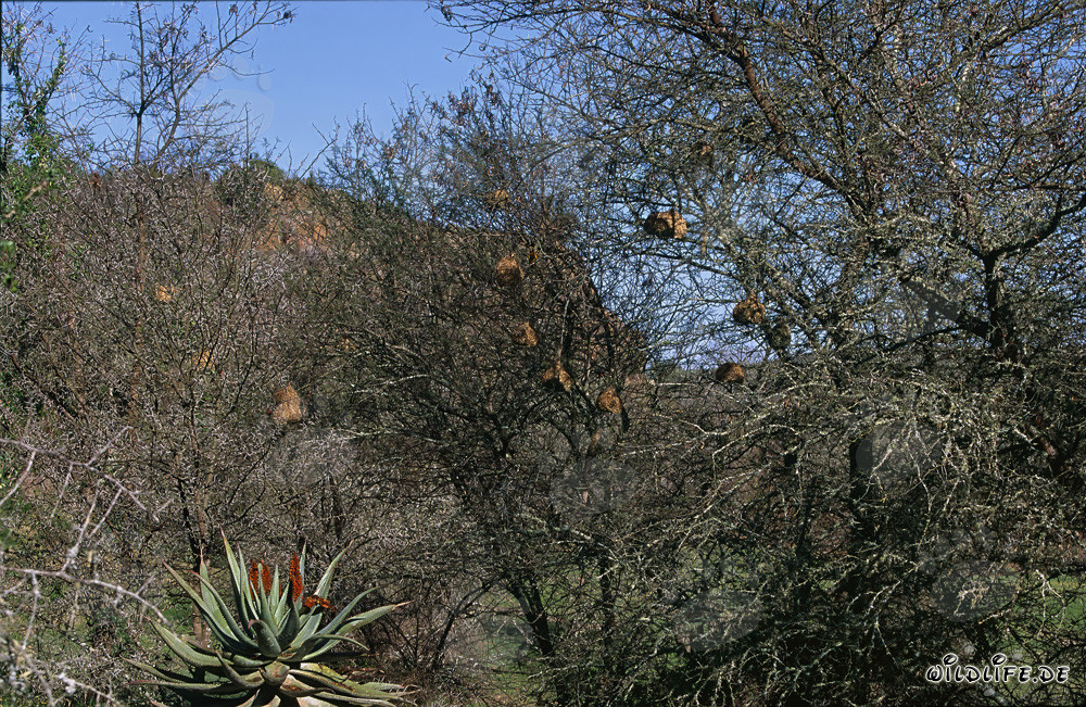 Fascinante colonia di tessitori del Capo nel Parco Nazionale di Bontebok, Sudafrica